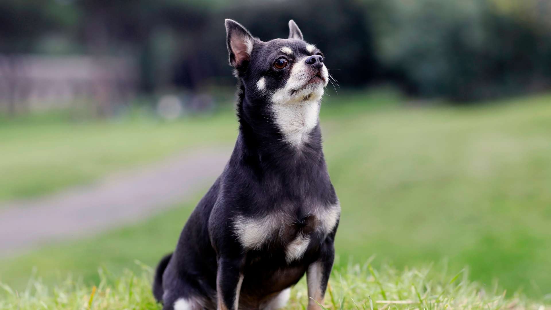 perro Chihuahua negro